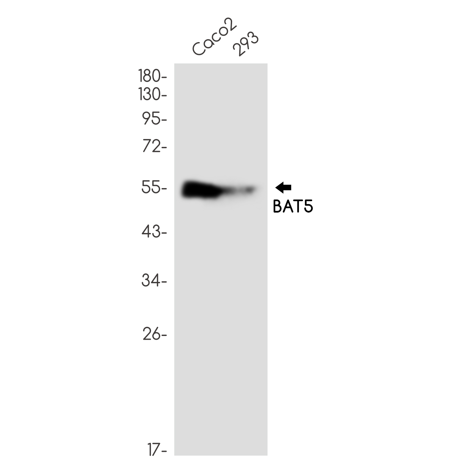 Rabbit Monoclonal Antibody to BAT5