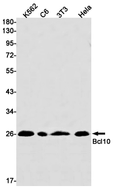 Bcl10