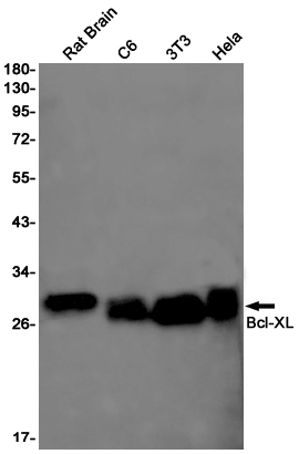Bcl-XL