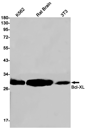 Rabbit Monoclonal Antibody to Bcl-XL