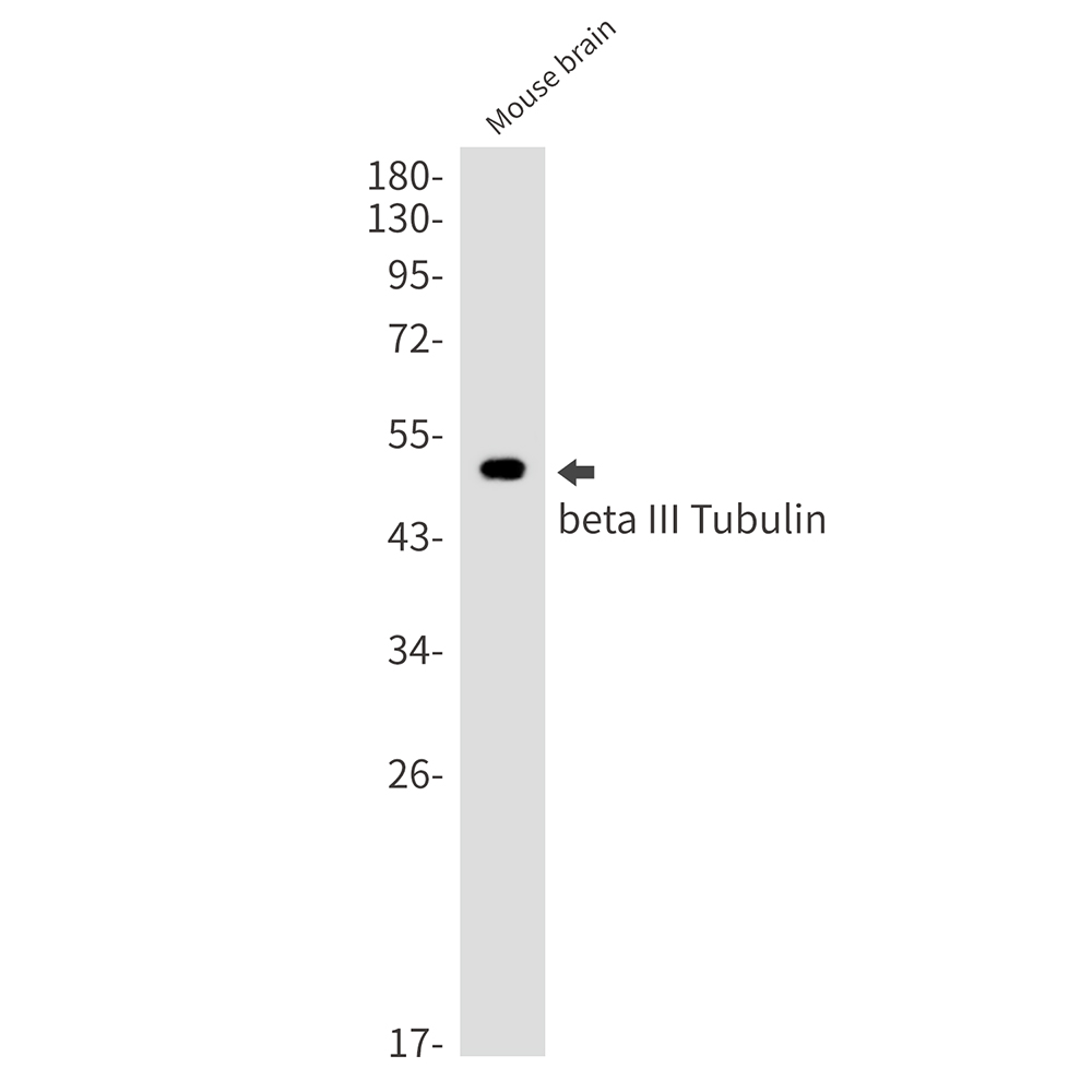beta III Tubulin