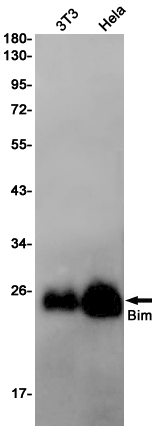 Rabbit Monoclonal Antibody to Bim