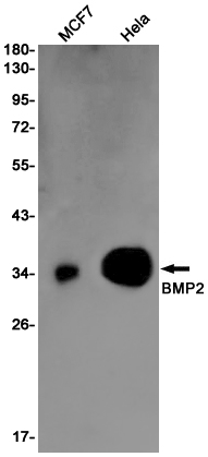 BMP2