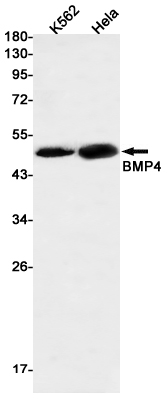 BMP4