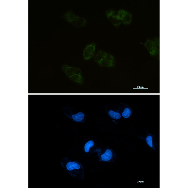 Rabbit Monoclonal Antibody to BMP4