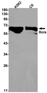 Rabbit Monoclonal Antibody to Bora