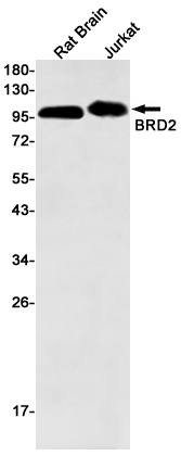 BRD2