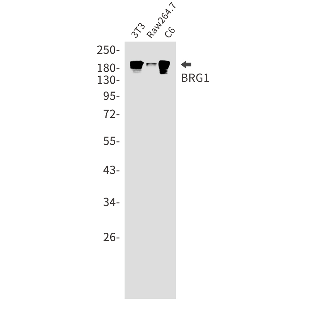 BRG1
