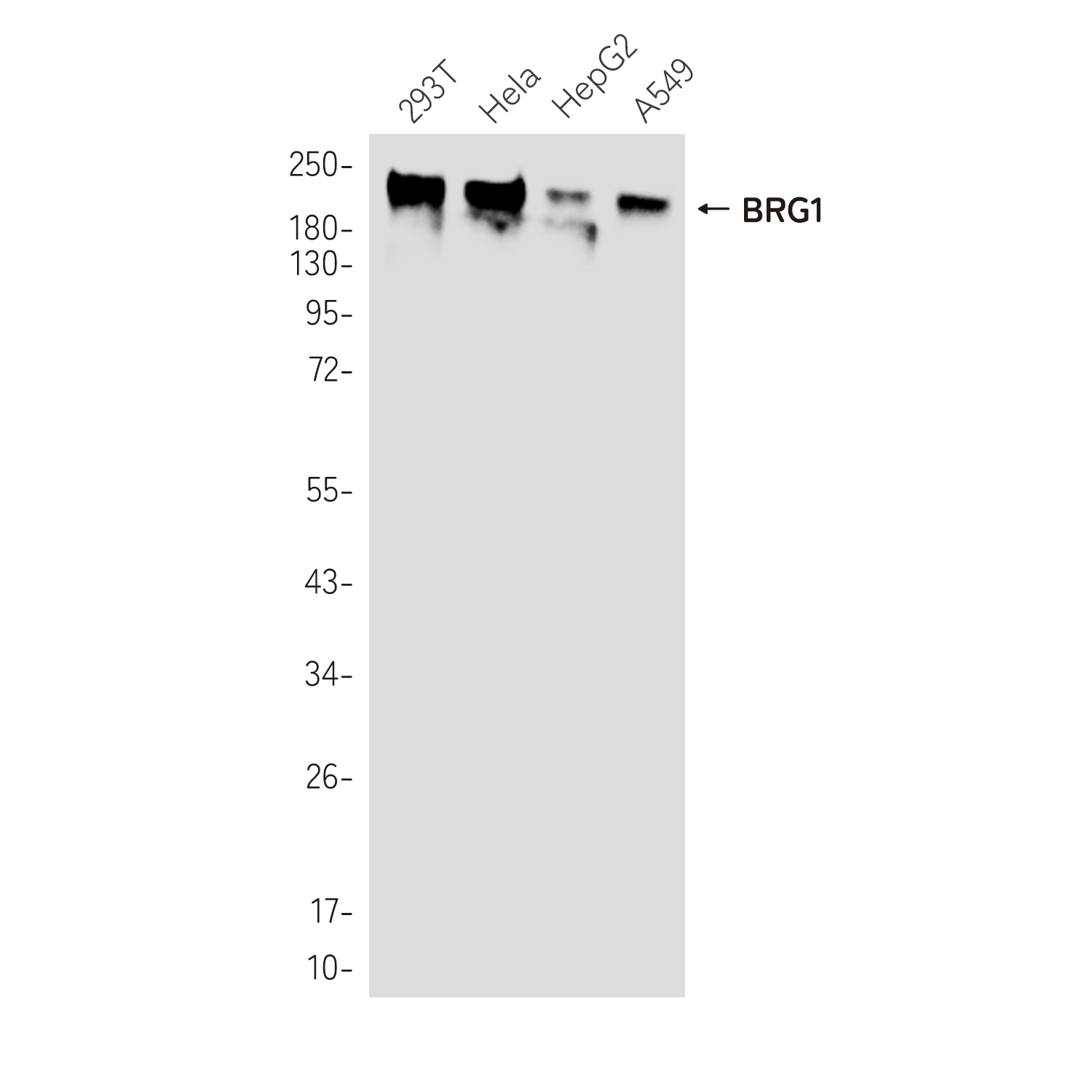 Rabbit Monoclonal Antibody to BRG1