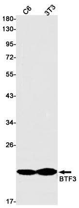 BTF3