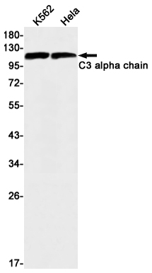 C3