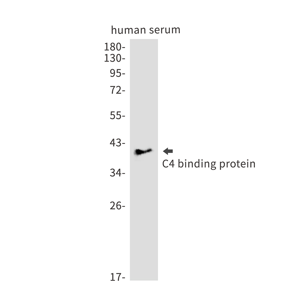 C4 Binding Protein