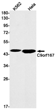 C9orf167