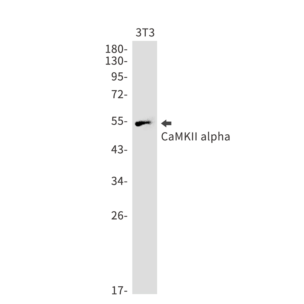 CaMKII alpha