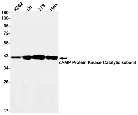 cAMP Protein Kinase Catalytic Subunit