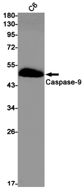 Rabbit Monoclonal Antibody to Caspase 9