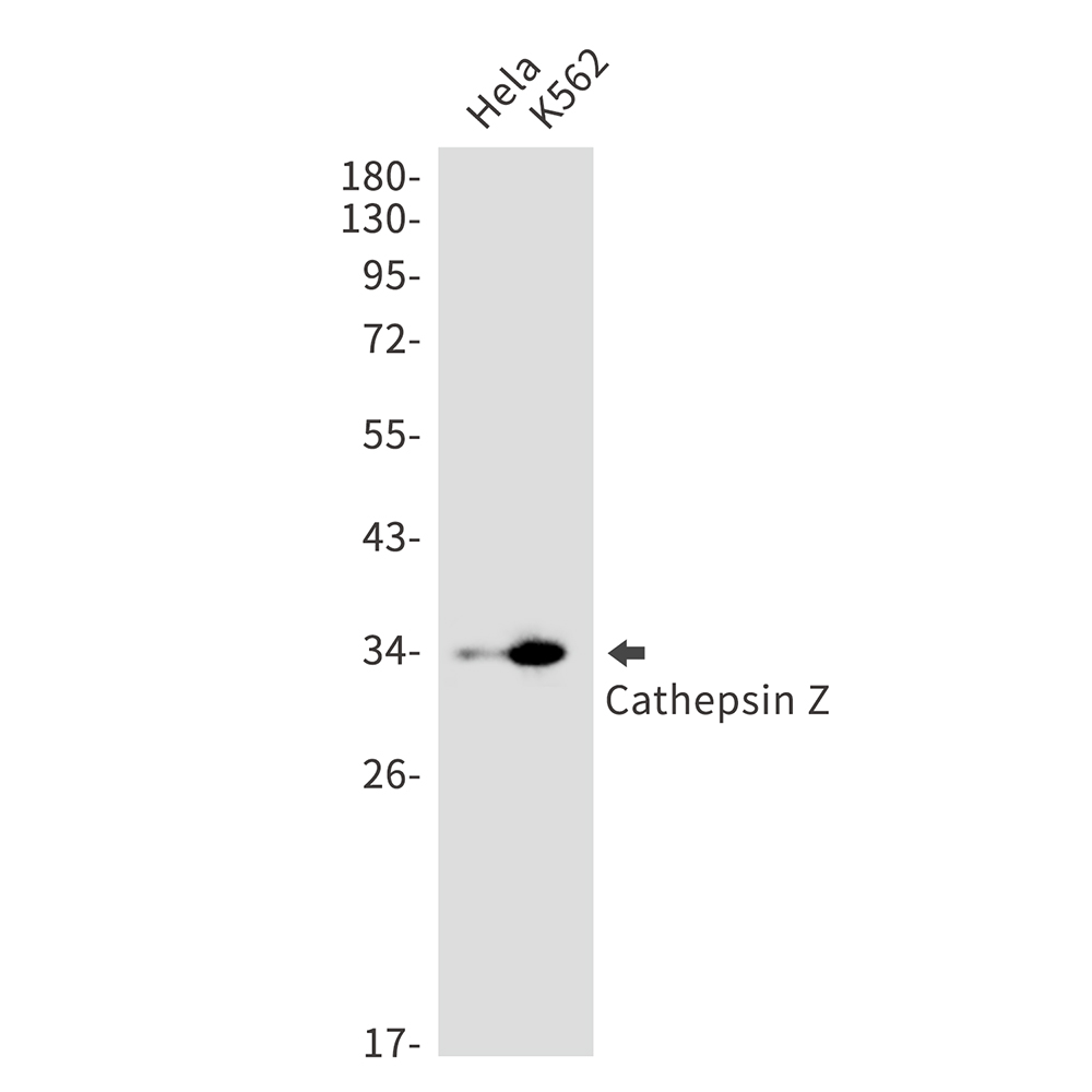 Cathepsin Z