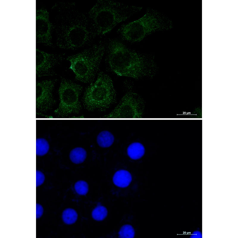 Rabbit Monoclonal Antibody to Caveolin 2