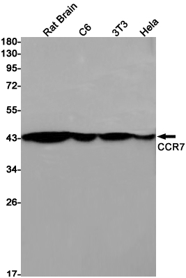 CCR7
