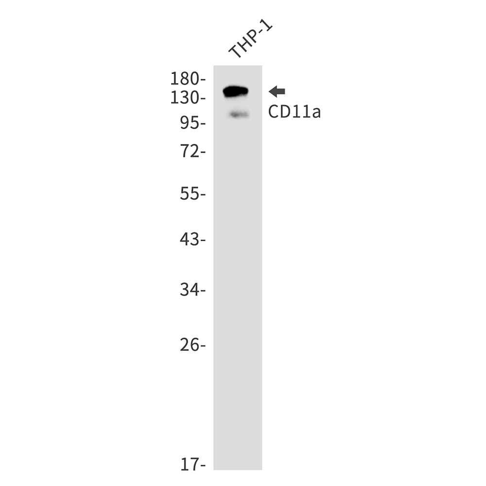 Integrin alpha L