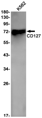 CD127