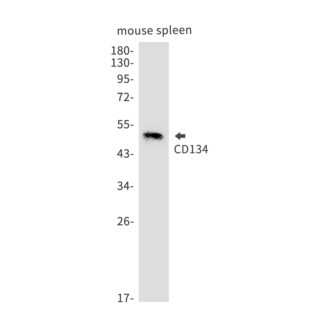 CD134/OX40L Recepter