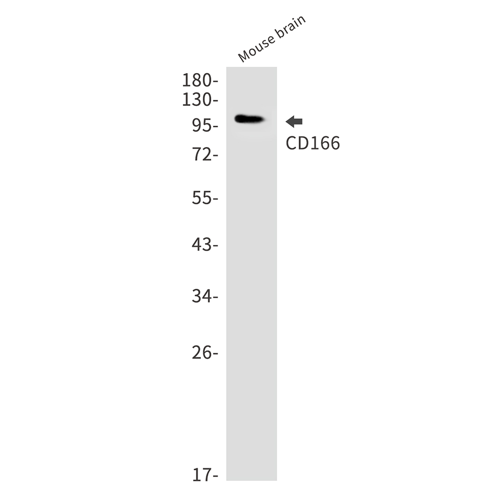 CD166