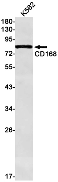 CD168