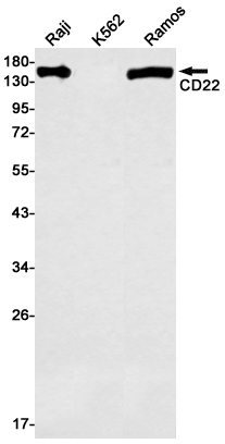 CD22