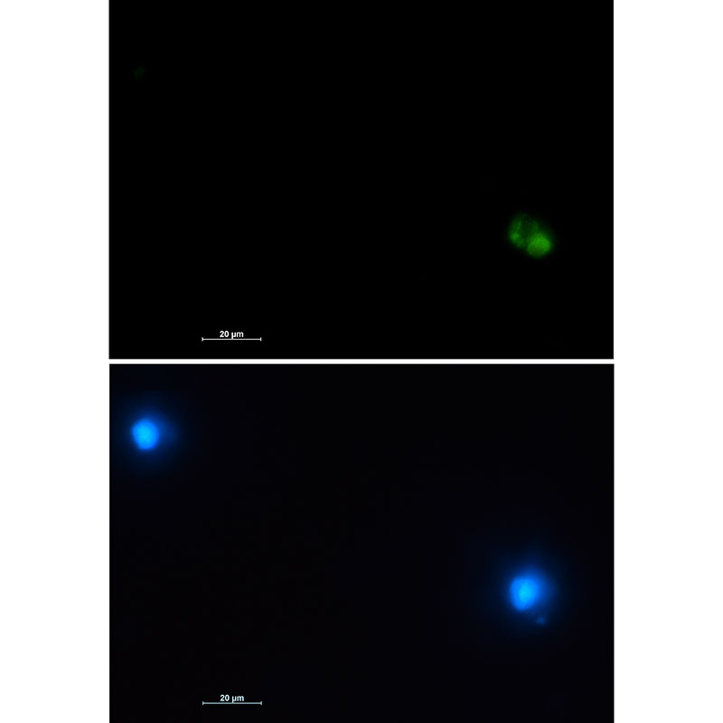 Rabbit Monoclonal Antibody to CD22