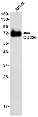 CD226