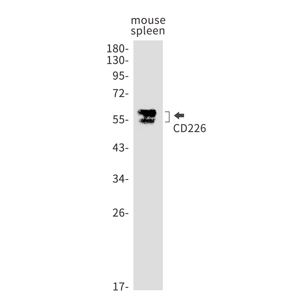 CD226