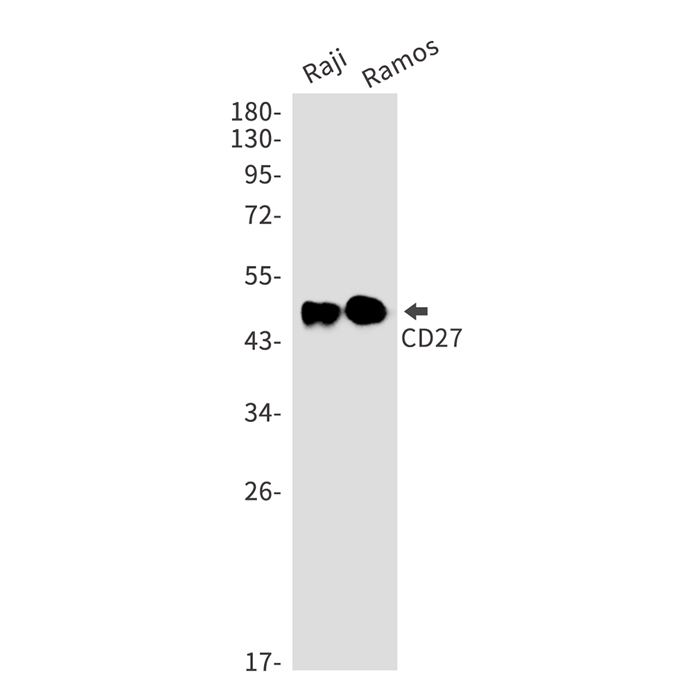 CD27