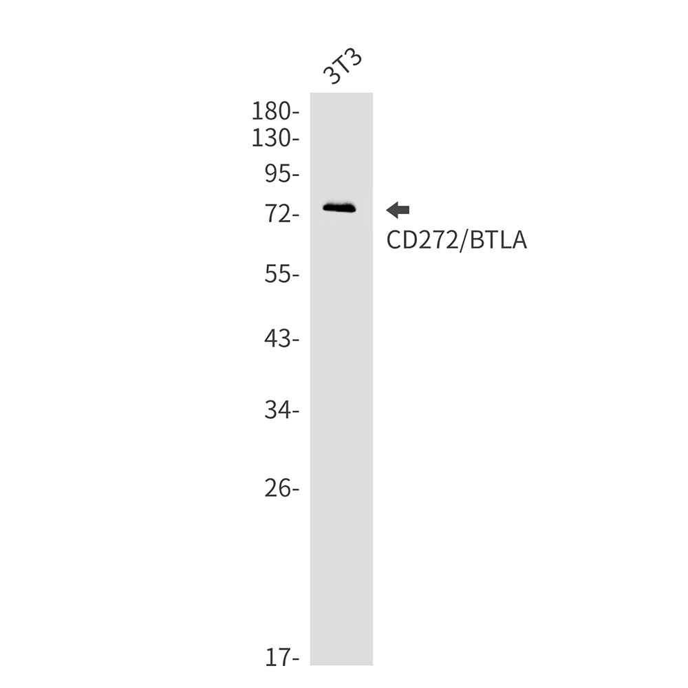 CD272