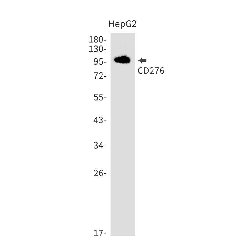 CD276