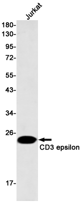 CD3 epsilon