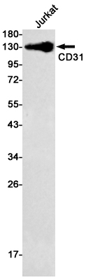 CD31