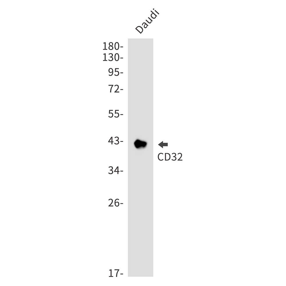 CD32