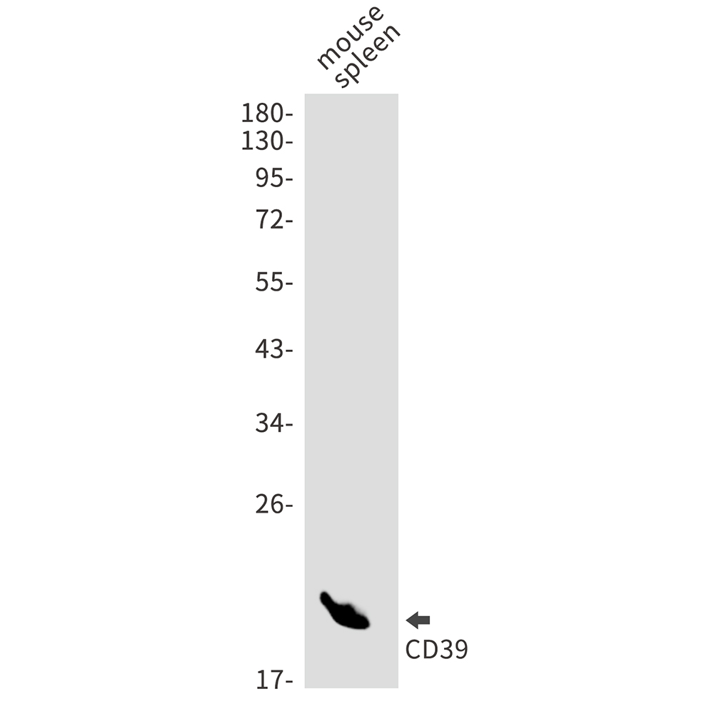 CD39