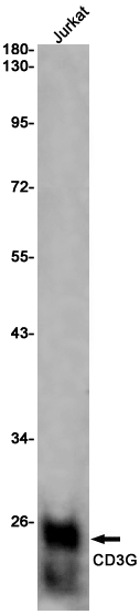 CD3G