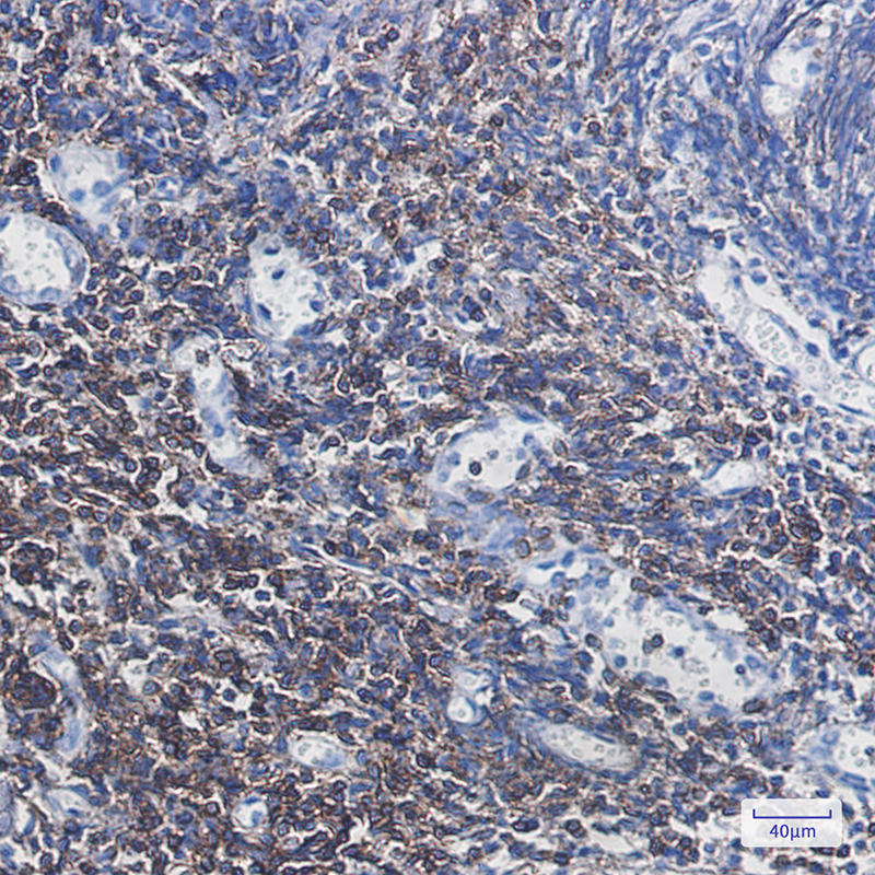 Rabbit Monoclonal Antibody to CD3G