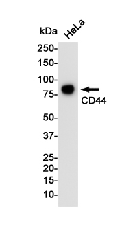 CD44