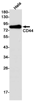 Rabbit Monoclonal Antibody to CD44
