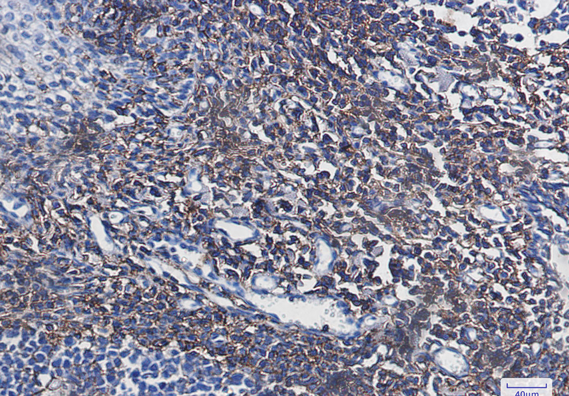 Rabbit Monoclonal Antibody to CD44