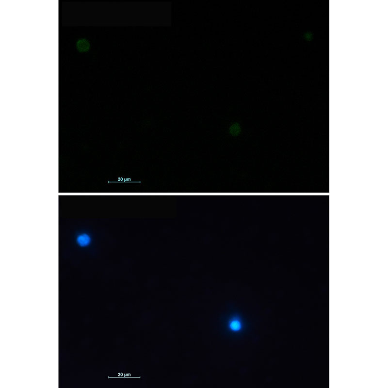 Rabbit Monoclonal Antibody to CD79a
