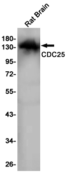 CDC25