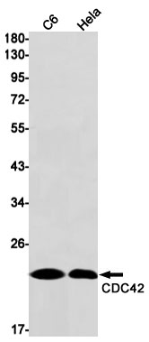 CDC42