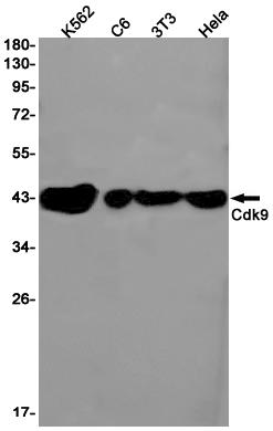 CDK9