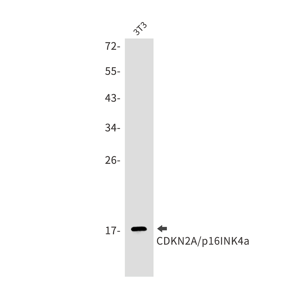 CDKN2A/p16INK4a