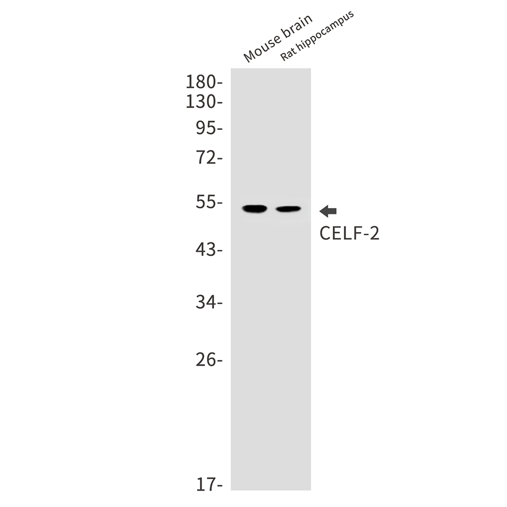 CELF2